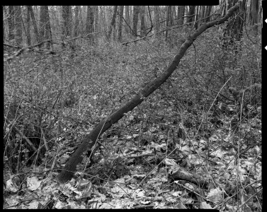 Ales_Jungmann-krajina-archiv-2